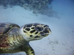 marsa_alam_200510 154